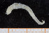  ( - UMBergen_NB_polych357)  @13 [ ] CreativeCommons - Attribution Non-Commercial Share-Alike (2014) University of Bergen University of Bergen, Natural History Collections