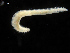  ( - UMBergen_NB_polych40)  @11 [ ] CreativeCommons - Attribution Non-Commercial Share-Alike (2013) Unspecified University of Bergen, Natural History Collections