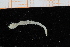  ( - UMBergen_NB_polych428)  @11 [ ] CreativeCommons - Attribution Non-Commercial Share-Alike (2014) University of Bergen, Norway Natural History Collections, University of Bergen