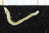  ( - UMBergen_NB_polych461)  @11 [ ] CreativeCommons - Attribution Non-Commercial Share-Alike (2014) University of Bergen, Norway Natural History Collections, University of Bergen