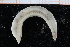  (Ophelia sp - UMBergen_NB_polych496)  @13 [ ] CreativeCommons - Attribution Non-Commercial Share-Alike (2014) University of Bergen University of Bergen, Natural History Collections