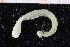  ( - UMBergen_NB_polych511)  @11 [ ] CreativeCommons - Attribution Non-Commercial Share-Alike (2014) University of Bergen University of Bergen, Natural History Collections