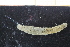  ( - UMBergen_NB_polych527)  @12 [ ] CreativeCommons - Attribution Non-Commercial Share-Alike (2014) University of Bergen University of Bergen, Natural History Collections