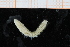  ( - UMBergen_NB_polych542)  @12 [ ] CreativeCommons - Attribution Non-Commercial Share-Alike (2014) University of Bergen University of Bergen, Natural History Collections