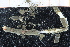  ( - UMBergen_NB_polych545)  @11 [ ] CreativeCommons - Attribution Non-Commercial Share-Alike (2014) University of Bergen University of Bergen, Natural History Collections