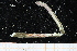  ( - UMBergen_NB_polych549)  @11 [ ] CreativeCommons - Attribution Non-Commercial Share-Alike (2014) University of Bergen University of Bergen, Natural History Collections