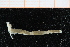  ( - UMBergen_NB_polych556)  @11 [ ] CreativeCommons - Attribution Non-Commercial Share-Alike (2014) University of Bergen University of Bergen, Natural History Collections