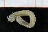  (Dasybranchus - UMBergen_NB_polych560)  @11 [ ] CreativeCommons - Attribution Non-Commercial Share-Alike (2014) University of Bergen University of Bergen, Natural History Collections