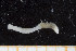  ( - UMBergen_NB_polych65)  @11 [ ] CreativeCommons - Attribution Non-Commercial Share-Alike (2013) Unspecified University of Bergen, Natural History Collections