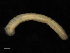  ( - UMBergen_NB_polych66)  @11 [ ] CreativeCommons - Attribution Non-Commercial Share-Alike (2013) Unspecified University of Bergen, Natural History Collections