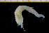  ( - UMBergen_NB_polych72)  @13 [ ] CreativeCommons - Attribution Non-Commercial Share-Alike (2013) Unspecified University of Bergen, Natural History Collections