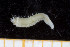  ( - UMBergen_NB_polych73)  @13 [ ] CreativeCommons - Attribution Non-Commercial Share-Alike (2013) Unspecified University of Bergen, Natural History Collections