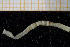  ( - UMBergen_NB_polych74)  @13 [ ] CreativeCommons - Attribution Non-Commercial Share-Alike (2013) Unspecified University of Bergen, Natural History Collections