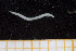  (Ophelina sp. E-JAK - UMBergen_NB_polych85)  @11 [ ] CreativeCommons - Attribution Non-Commercial Share-Alike (2013) Unspecified University of Bergen, Natural History Collections