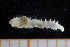  ( - UMBergen_NB_scali15)  @11 [ ] CreativeCommons - Attribution Non-Commercial Share-Alike (2013) Unspecified University of Bergen, Natural History Collections