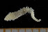  ( - UMBergen_NB_scali20)  @12 [ ] CreativeCommons - Attribution Non-Commercial Share-Alike (2013) Unspecified University of Bergen, Natural History Collections