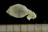  ( - UMBergen_NB_scali25)  @13 [ ] CreativeCommons - Attribution Non-Commercial Share-Alike (2013) Unspecified University of Bergen, Natural History Collections