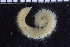  ( - ZMBN_104614)  @11 [ ] CreativeCommons - Attribution Non-Commercial Share-Alike (2015) UoB, Norway University of Bergen, Natural History Collections