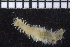  ( - ZMBN_104627)  @12 [ ] CreativeCommons - Attribution Non-Commercial Share-Alike (2015) UoB, Norway University of Bergen, Natural History Collections