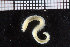  ( - ZMBN_104656)  @11 [ ] CreativeCommons - Attribution Non-Commercial Share-Alike (2015) UoB, Norway University of Bergen, Natural History Collections