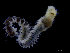  ( - ZMBN_104657)  @11 [ ] CreativeCommons - Attribution Non-Commercial Share-Alike (2015) UoB, Norway University of Bergen, Natural History Collections