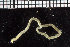  ( - ZMBN_104658)  @11 [ ] CreativeCommons - Attribution Non-Commercial Share-Alike (2015) UoB, Norway University of Bergen, Natural History Collections