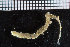  ( - ZMBN_104661)  @12 [ ] CreativeCommons - Attribution Non-Commercial Share-Alike (2015) UoB, Norway University of Bergen, Natural History Collections