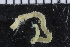  ( - ZMBN_104667)  @11 [ ] CreativeCommons - Attribution Non-Commercial Share-Alike (2015) UoB, Norway University of Bergen, Natural History Collections