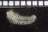  ( - ZMBN_104681)  @11 [ ] CreativeCommons - Attribution Non-Commercial Share-Alike (2015) UoB, Norway University of Bergen, Natural History Collections
