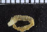  ( - ZMBN_104691)  @12 [ ] CreativeCommons - Attribution Non-Commercial Share-Alike (2015) UoB, Norway University of Bergen, Natural History Collections