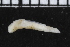  ( - ZMBN_104797)  @11 [ ] CreativeCommons - Attribution Non-Commercial Share-Alike (2015) UoB, Norway University of Bergen, Natural History Collections