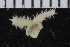  ( - ZMBN_104895)  @11 [ ] CreativeCommons - Attribution Non-Commercial Share-Alike (2016) UoB University of Bergen, Natural History Collections