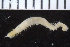  ( - ZMBN_104909)  @11 [ ] CreativeCommons - Attribution Non-Commercial Share-Alike (2016) UoB University of Bergen, Natural History Collections