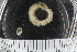  ( - ZMBN_106207)  @11 [ ] CreativeCommons - Attribution Non-Commercial Share-Alike (2018) University of Bergen Natural History Collections