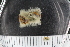  ( - ZMBN_106207)  @11 [ ] CreativeCommons - Attribution Non-Commercial Share-Alike (2018) University of Bergen Natural History Collections