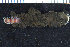  ( - ZMBN_106267)  @11 [ ] CreativeCommons - Attribution Non-Commercial Share-Alike (2016) UoB University of Bergen, Natural History Collections