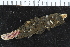  ( - ZMBN_106269)  @11 [ ] CreativeCommons - Attribution Non-Commercial Share-Alike (2016) UoB University of Bergen, Natural History Collections