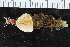 ( - ZMBN_106274)  @11 [ ] CreativeCommons - Attribution Non-Commercial Share-Alike (2016) UoB University of Bergen, Natural History Collections
