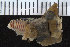  ( - ZMBN_106276)  @11 [ ] CreativeCommons - Attribution Non-Commercial Share-Alike (2016) UoB University of Bergen, Natural History Collections