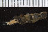  ( - ZMBN_106278)  @11 [ ] CreativeCommons - Attribution Non-Commercial Share-Alike (2016) UoB University of Bergen, Natural History Collections