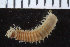  ( - ZMBN_106279)  @11 [ ] CreativeCommons - Attribution Non-Commercial Share-Alike (2016) UoB University of Bergen, Natural History Collections