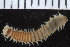  ( - ZMBN_106280)  @11 [ ] CreativeCommons - Attribution Non-Commercial Share-Alike (2016) UoB University of Bergen, Natural History Collections