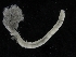  ( - ZMBN_108061)  @11 [ ] CreativeCommons - Attribution Non-Commercial Share-Alike (2018) University of Bergen Natural History Collections