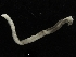  ( - ZMBN_108067)  @11 [ ] CreativeCommons - Attribution Non-Commercial Share-Alike (2018) University of Bergen Natural History Collections