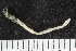  ( - ZMBN_108068)  @11 [ ] CreativeCommons - Attribution Non-Commercial Share-Alike (2018) University of Bergen Natural History Collections