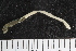  ( - ZMBN_108068)  @11 [ ] CreativeCommons - Attribution Non-Commercial Share-Alike (2018) University of Bergen Natural History Collections