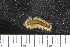  ( - ZMBN_108071)  @11 [ ] CreativeCommons - Attribution Non-Commercial Share-Alike (2018) University of Bergen Natural History Collections