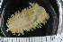  ( - ZMBN_108083)  @11 [ ] CreativeCommons - Attribution Non-Commercial Share-Alike (2018) University of Bergen Natural History Collections