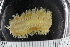  ( - ZMBN_108083)  @11 [ ] CreativeCommons - Attribution Non-Commercial Share-Alike (2018) University of Bergen Natural History Collections
