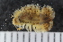  ( - ZMBN_108087)  @11 [ ] CreativeCommons - Attribution Non-Commercial Share-Alike (2018) University of Bergen Natural History Collections
